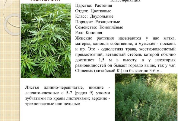 Кракен перестал работать