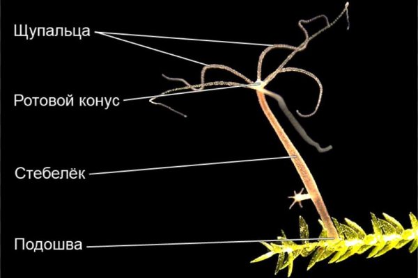 Kraken это современный маркетплейс