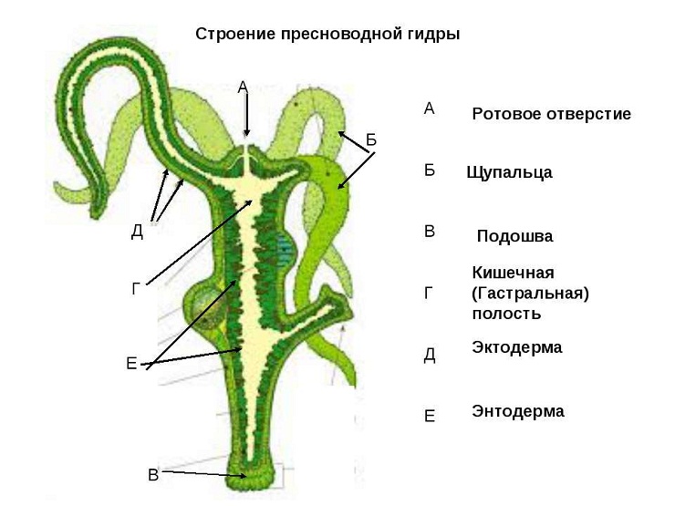 Kraken 13at сайт